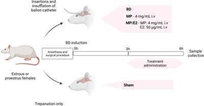 17β-estradiol and methylprednisolone association as a therapeutic option to modulate lung inflammation in brain-dead female rats